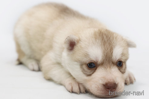 成約済の神奈川県のシベリアンハスキー-369480の2枚目